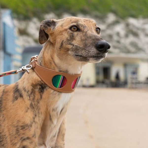 Inca Blue Greyhound Collar