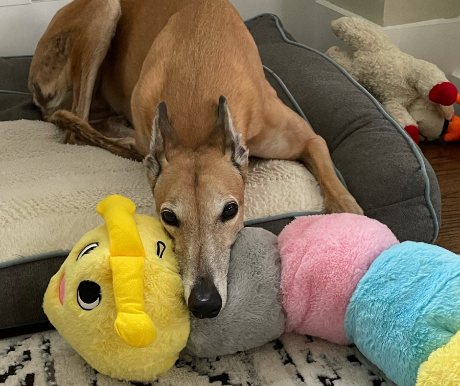 Greyhound Snuggle Caterpillar - Image 4