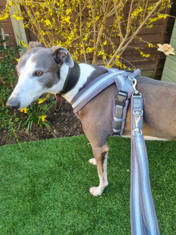 eDog. Hi Viz Greyhound Harness. Grey and Silver Grey